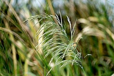 索尼副总裁将临时担任SIE CEO一年 将物色新的人选